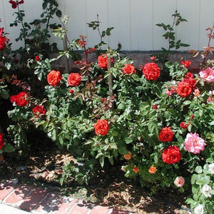 Diskreten vonj vrtnice - Roza - Terracotta® - 